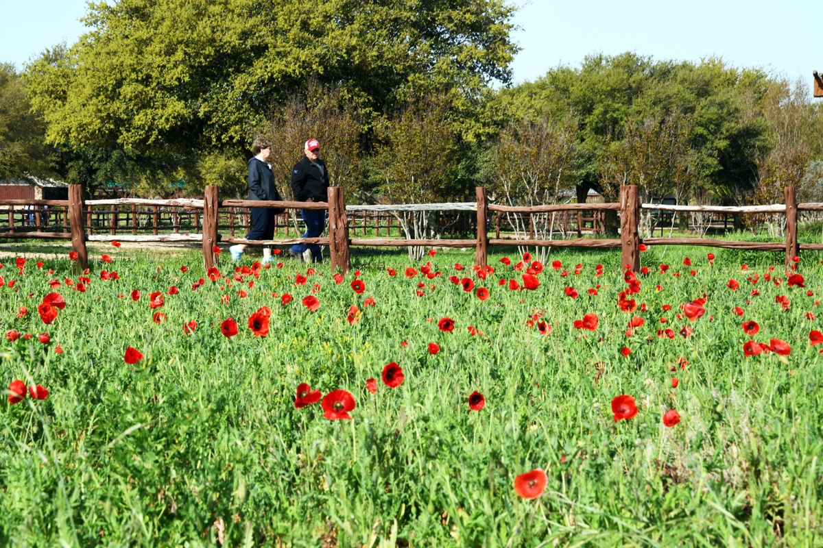 200 Pam and Gerry George stroll past the poppy field.JPG